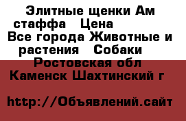Элитные щенки Ам.стаффа › Цена ­ 25 000 - Все города Животные и растения » Собаки   . Ростовская обл.,Каменск-Шахтинский г.